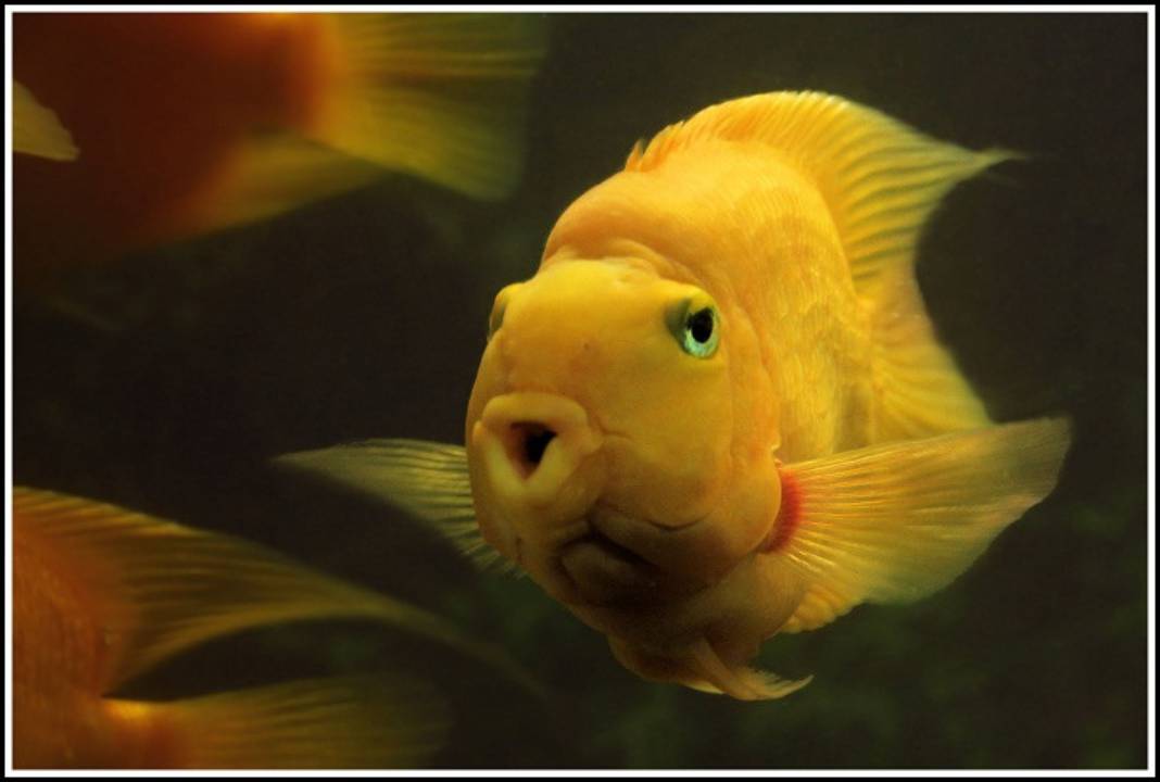 Bangalore Aquarium